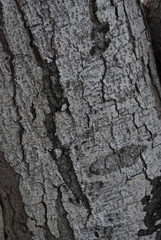Wood texture