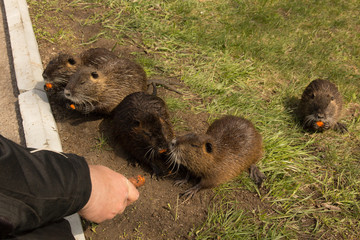 man is feeding gray coypus