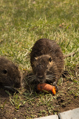 arge adult water rat eating carrots