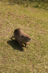 arge adult water rat