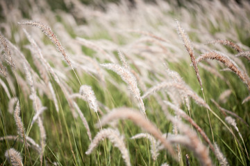 Grass field landscape in nature