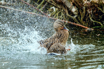 wild duck splashing in the water near the shore.