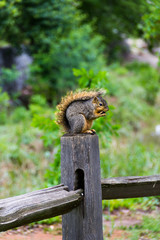 Squirrel Eats Nut on Fence post 2