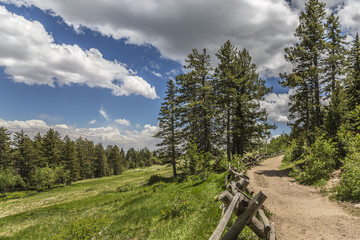 path through the forest up to the crest