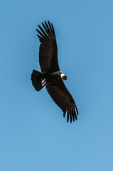 condor