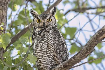 great horned owl on the look out
