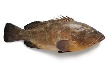 Foto auf Acrylglas Fish Einzelner düsterer Zackenbarsch
