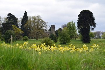 Cowslips and church