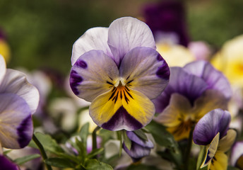Obraz na płótnie Canvas Purple & yellow Viola