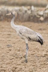 Grulla juvenil en la tierra.