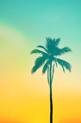 Fototapeta na wymiar Palm trees in vintage tone Summer concept.