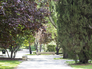 Fototapeta premium Footpath in a park