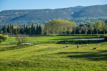 Paysage rural en Provence, France au printemps. Les montagnes, de l'herbe verte et des ânes.