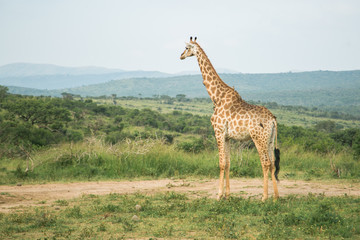 Giraffe im Hluhluwe Wildreservat