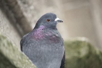 columba livia