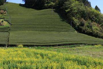 Tea Plantation of Kyoto Japan