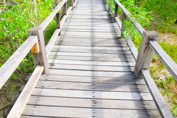 wooden walkway in mangrove