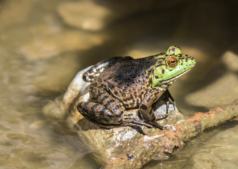 frog sitting on a rock in a creek 