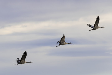 Trio de  grullas sobre el cielo