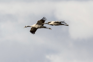 Pareja de grullas volando 