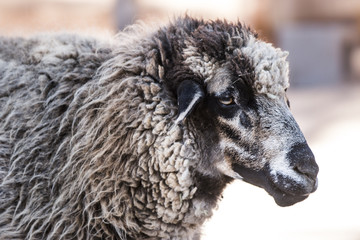 close up of a sheep's face 