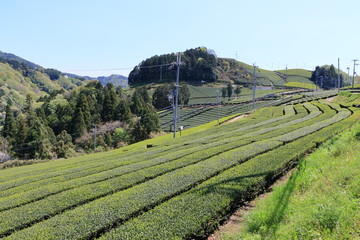 Tea Plantation of Kyoto Japan