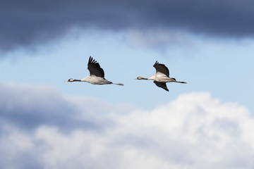 Gullas volando entre sol y sombra