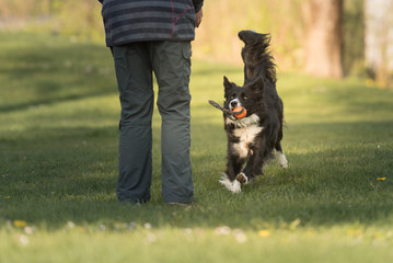 Hund spielt mit Besitzer - Border Collie