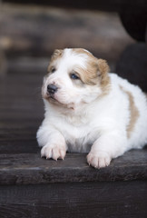 Asian shepherd puppy