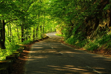 Serpent road covered by trees with light spots on the ground in the morning