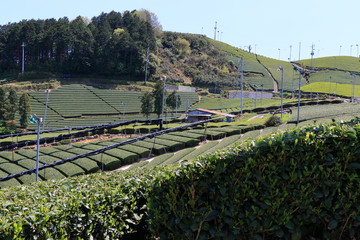 Tea Plantation of Kyoto Japan