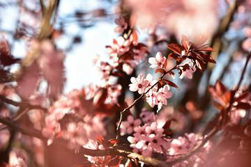 Pink spring flowers