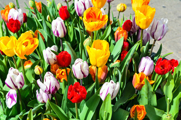 Colored tulips on spring