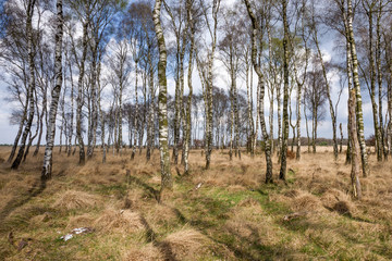 Landscape.