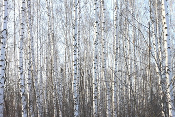 Beautiful birch trees in winter in cold weather