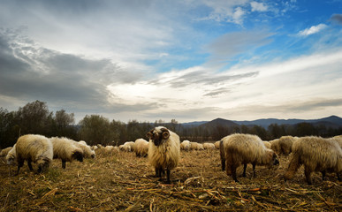 Flock of sheep grazing in a hill and ram looking towards photographer