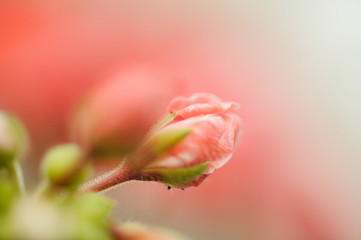 delicate rose Bud on a natural pink background