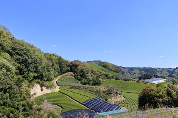Tea Plantation of Kyoto Japan
