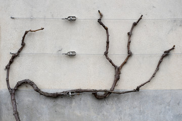 vigne palissée le long d'un mur