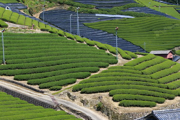 Tea Plantation of Kyoto Japan
