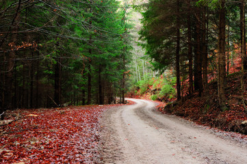 Green fir forest in Autumn morning.