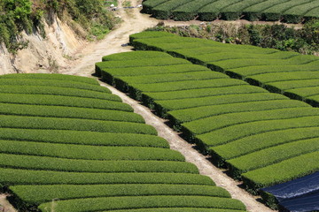 Tea Plantation of Kyoto Japan
