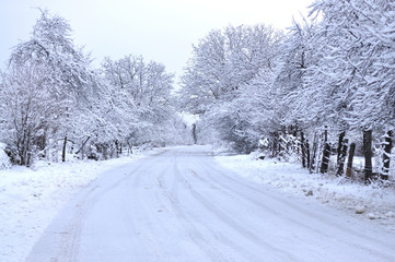 Winter path with frozen trees