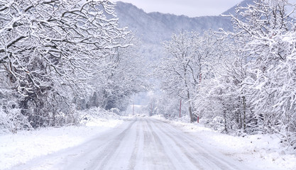 Winter path with frozen trees