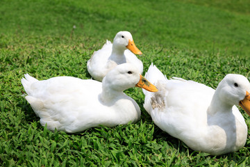 White ducks on the wild grass
