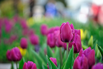 Purple tulips
