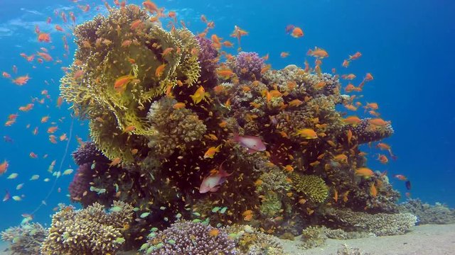 Underwater Colorful Tropical Fishes. Picture of a beautiful underwater colorful fishes scalefin anthias (Pseudanthias squamipinnis) and corals in the tropical reef of the Red Sea, Dahab, Egypt.