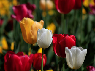Tulips