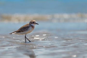 Sea,sun,sand, Let’s relax.A male bird,Lesser Sand Plover standing on the beach . 