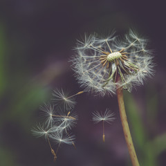 Dandelion seeds blowing in the wind 4